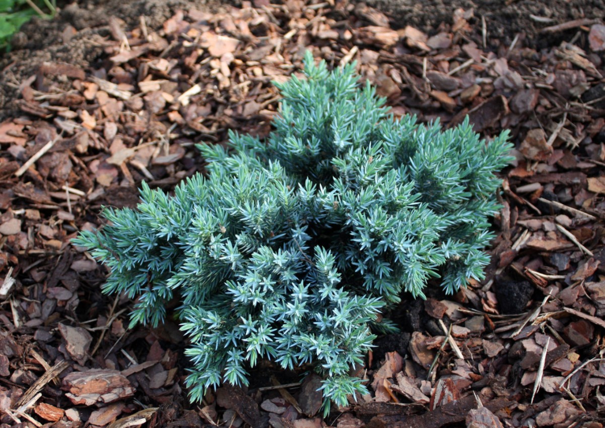 Blue Star