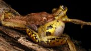 Boiga irregularis