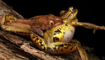 Boiga irregularis