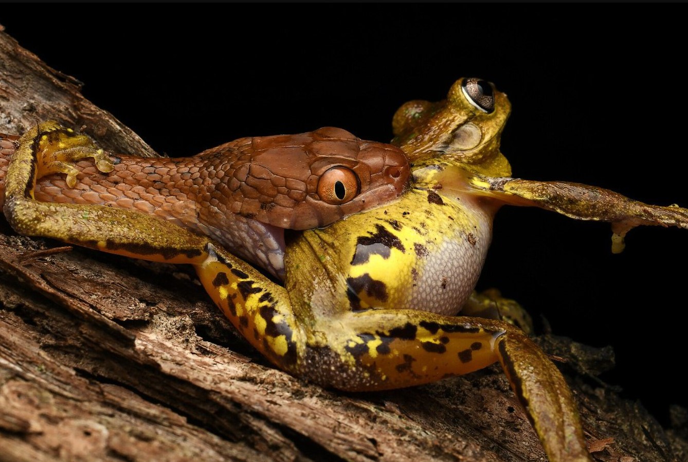 Boiga irregularis
