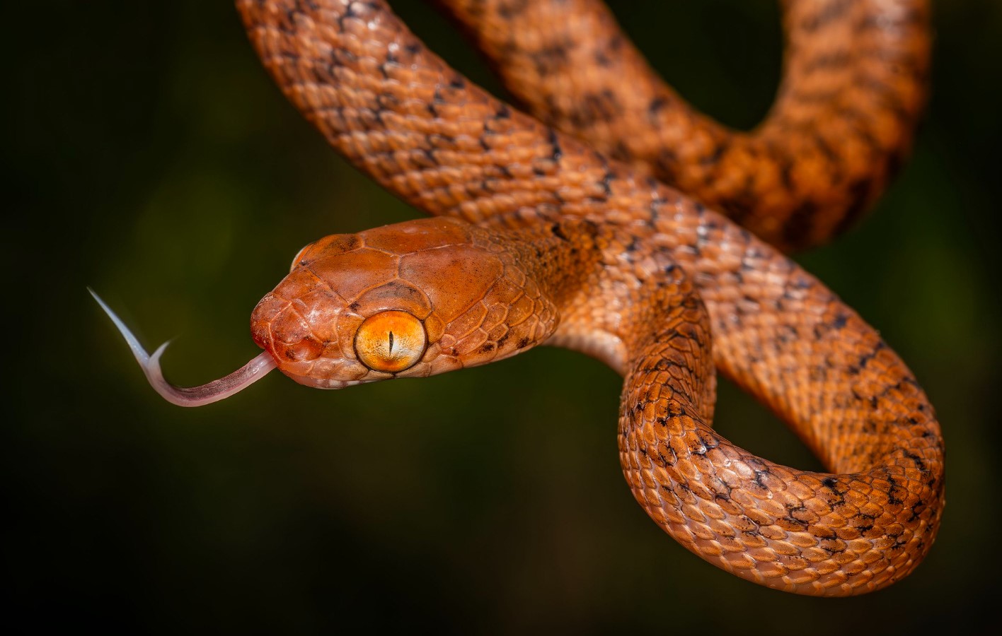 Boiga irregularis