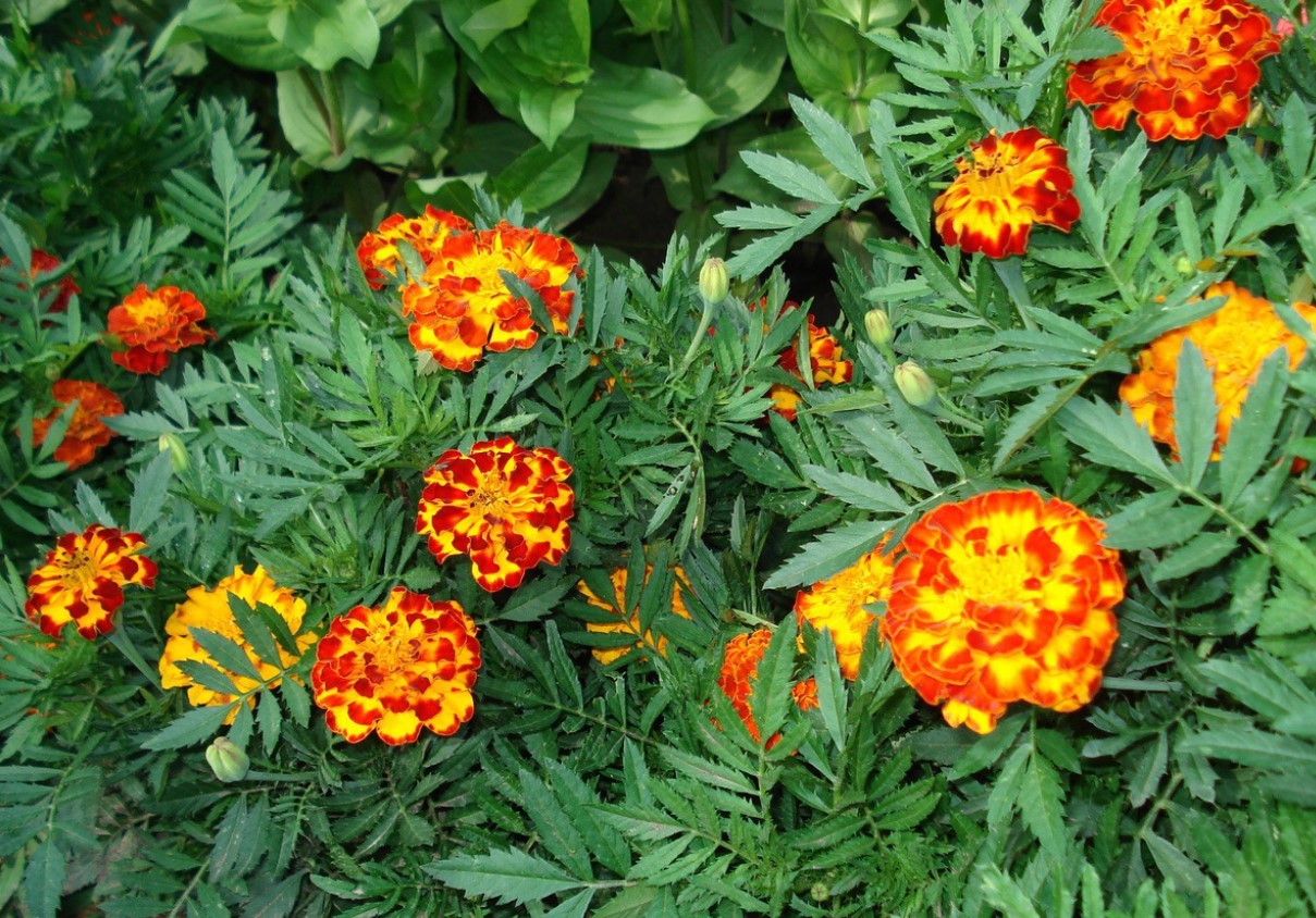 De 5 bedste sorter af morgenfruer: smukke blomster og afskrækker skadedyr