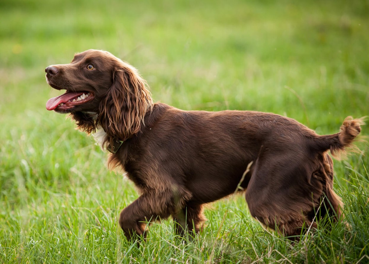 Boykin spaniel
