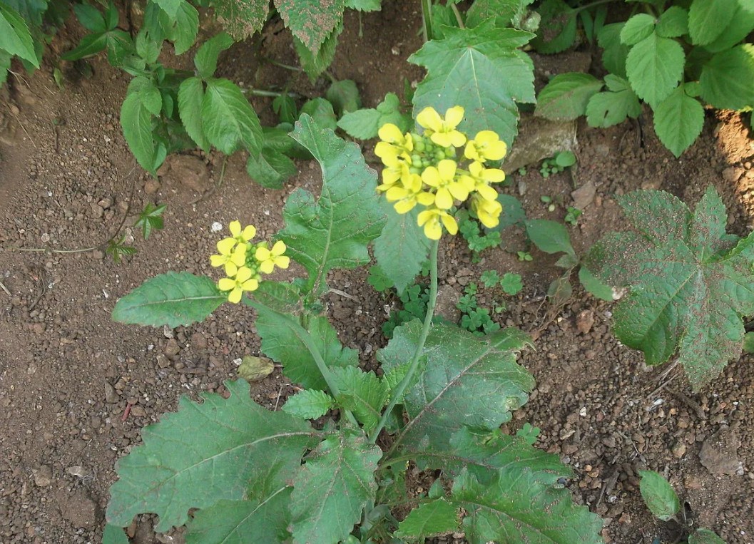 Brassica juncea