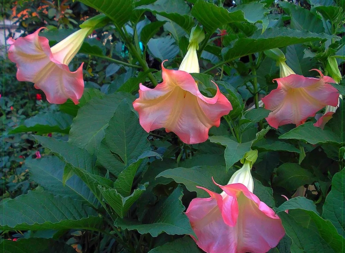 Brugmansia
