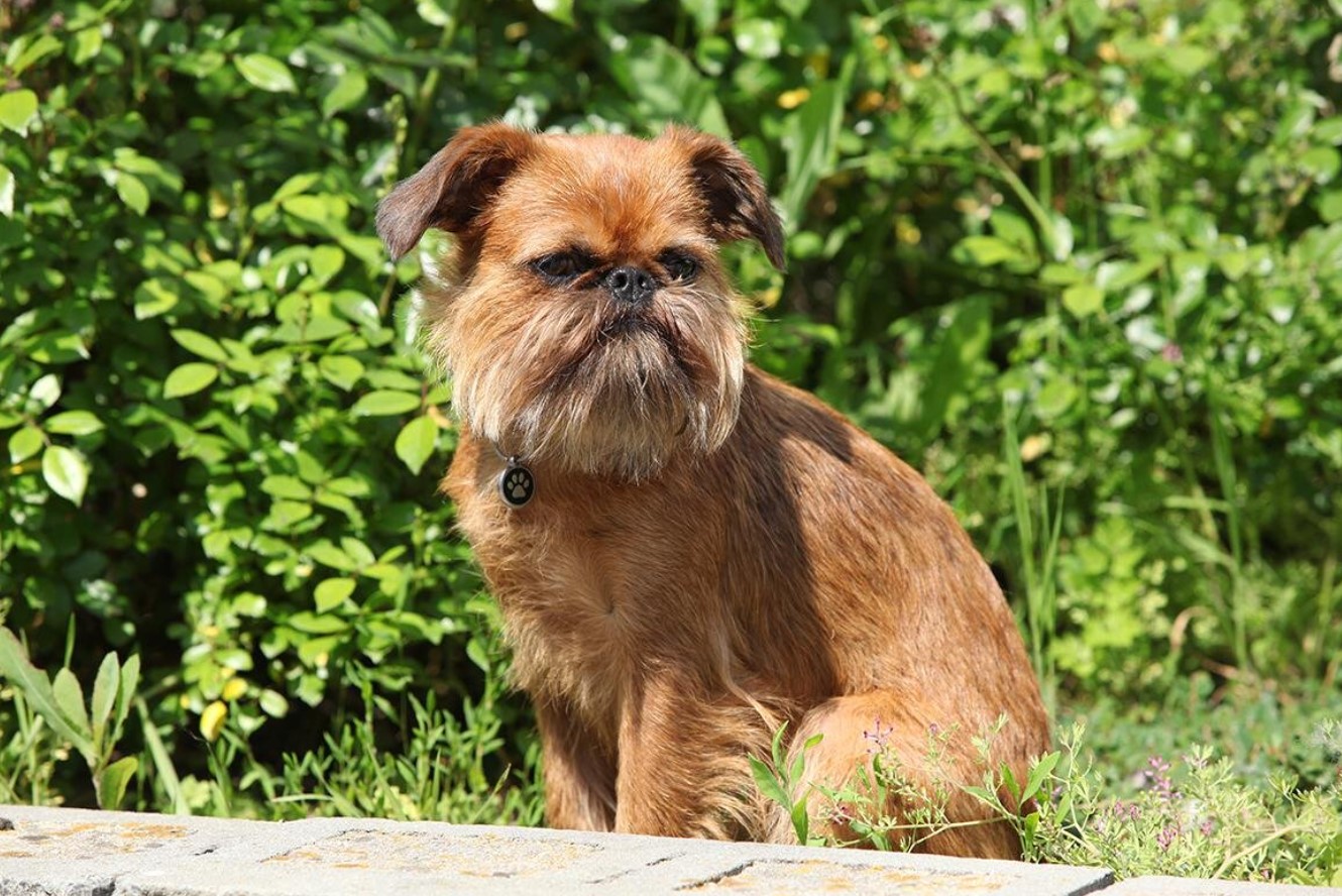 Brussels Griffon