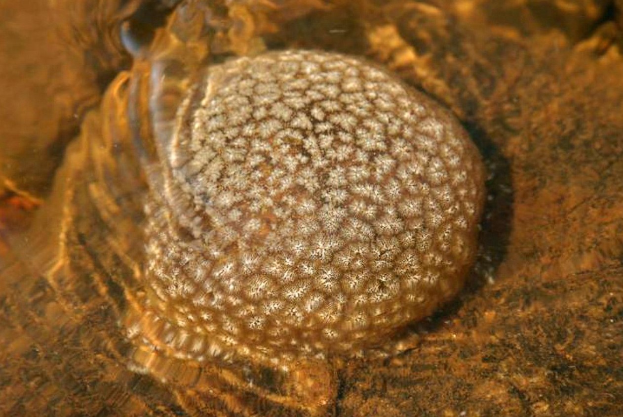 Bryozoa