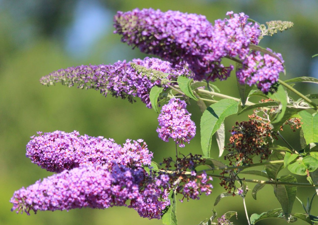 Buddleia