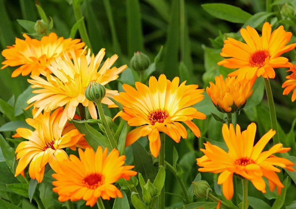 Hvilke blomster skal man plante i juni: de tåler varme og vil blomstre flot allerede i år