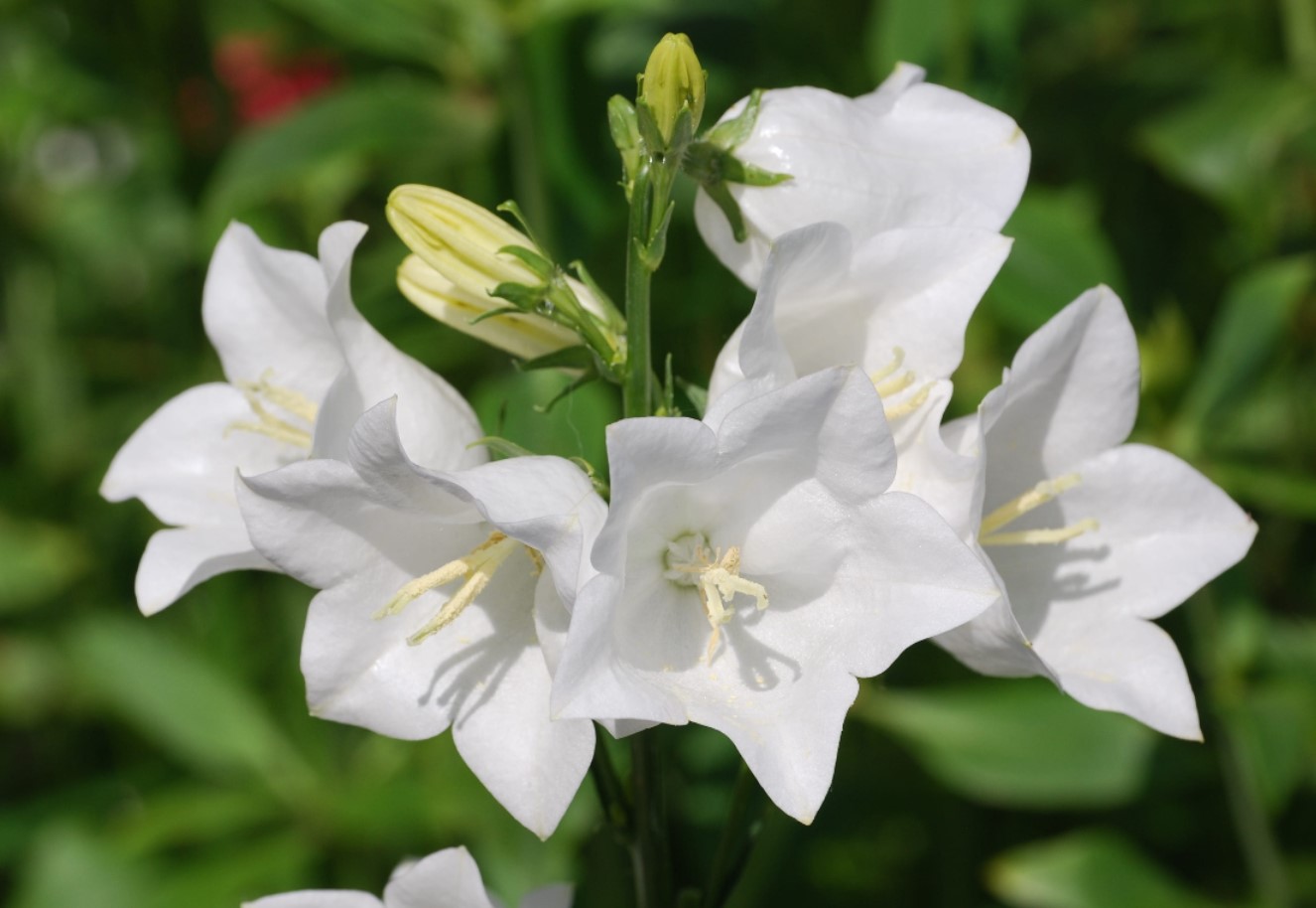 Persikebladet klokkeblomst (Campanula persicifolia Alba)