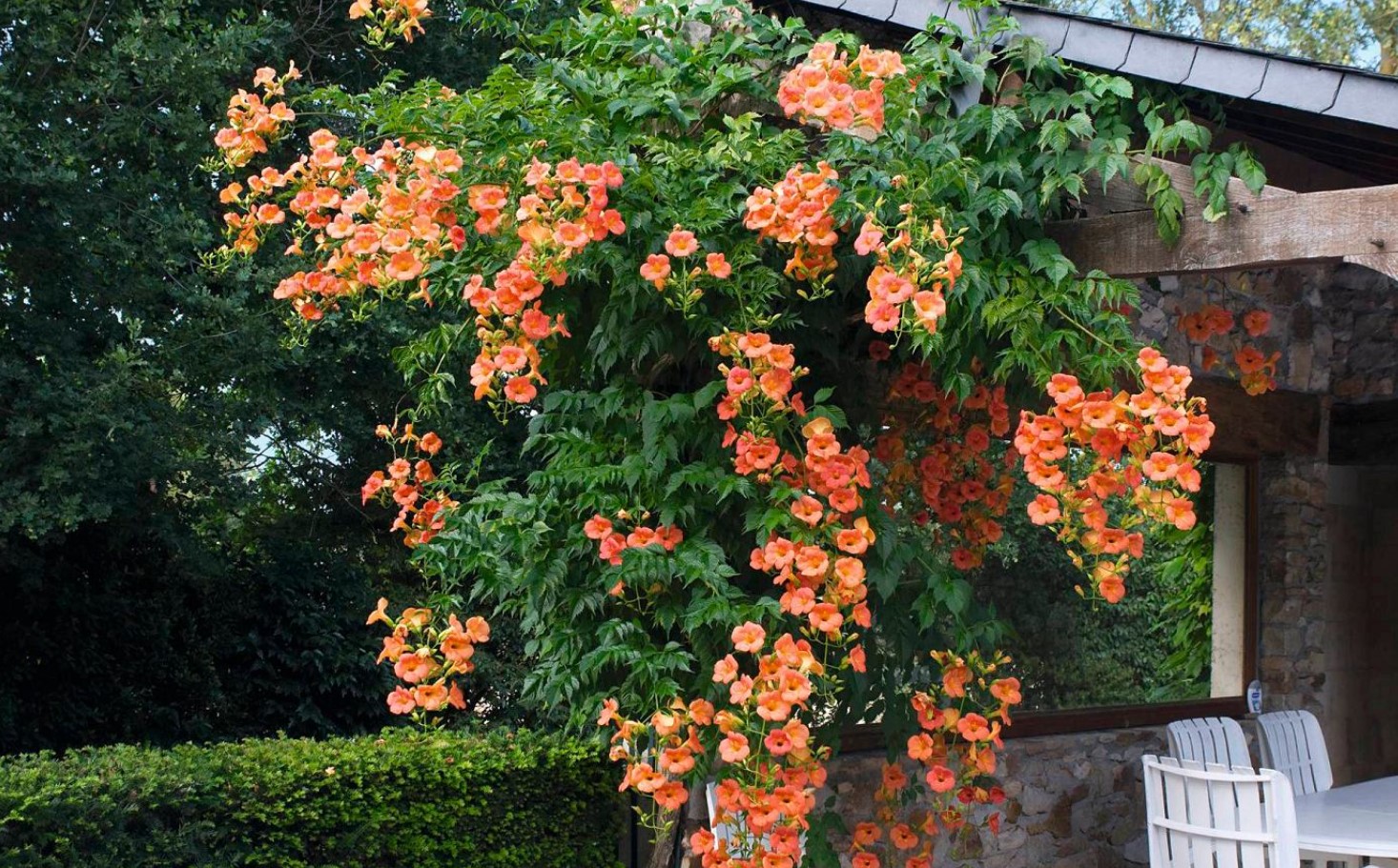 Campsis radicans