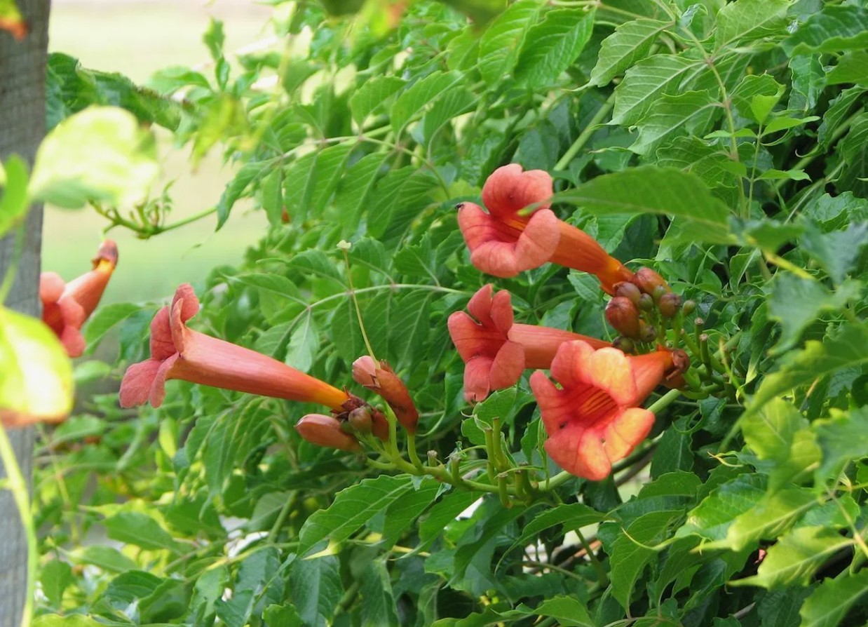 Campsis radicans