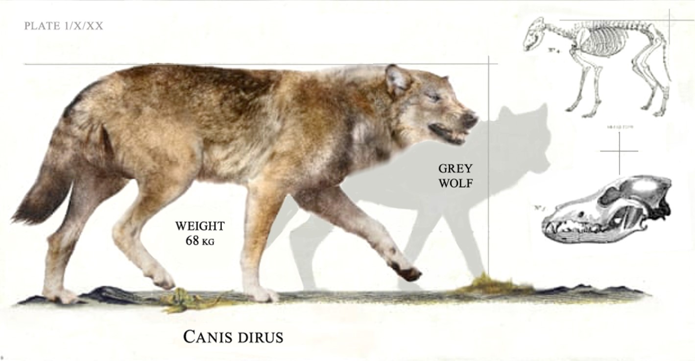 Canis dirus