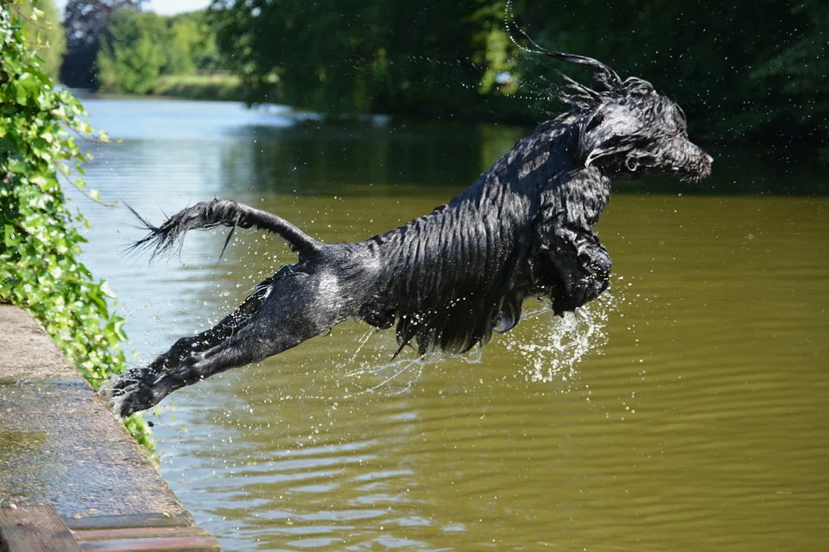 Portugisisk vandhund