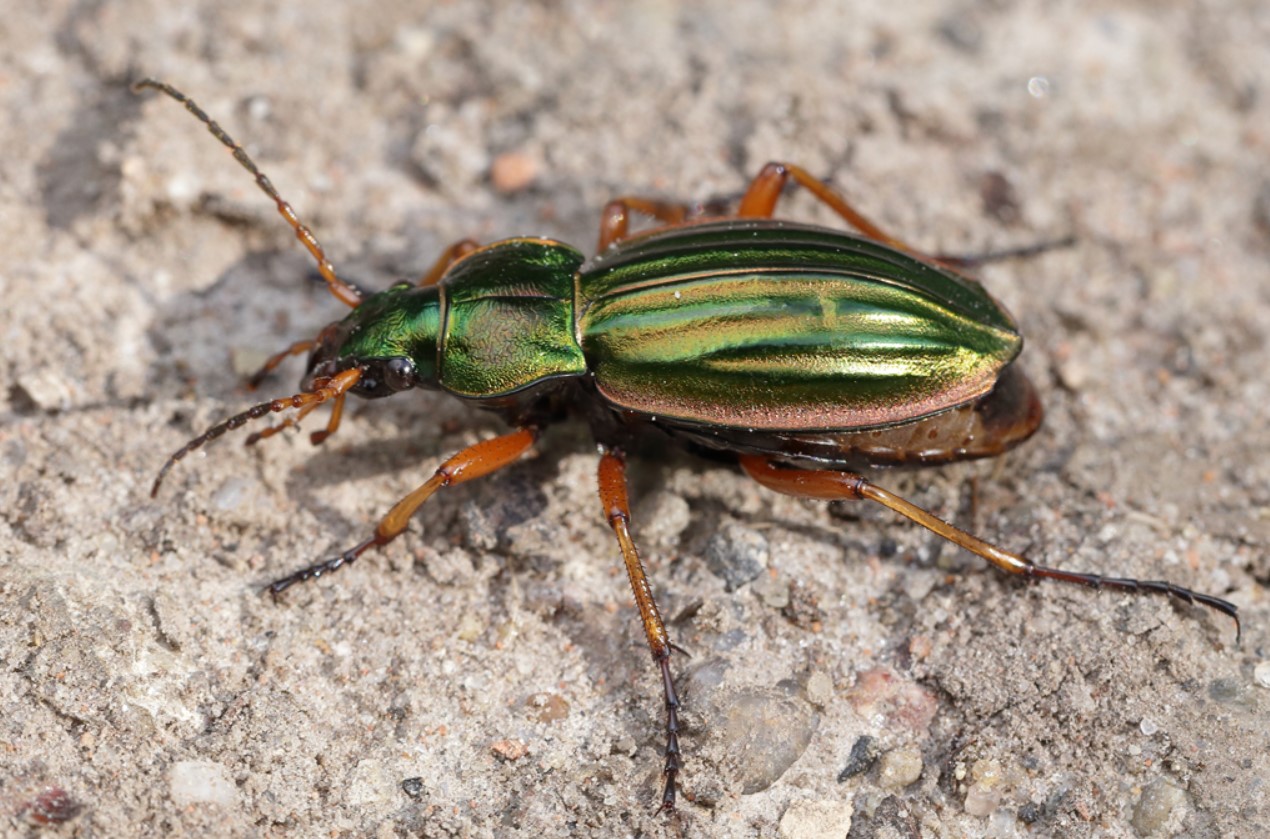 Carabus auratus