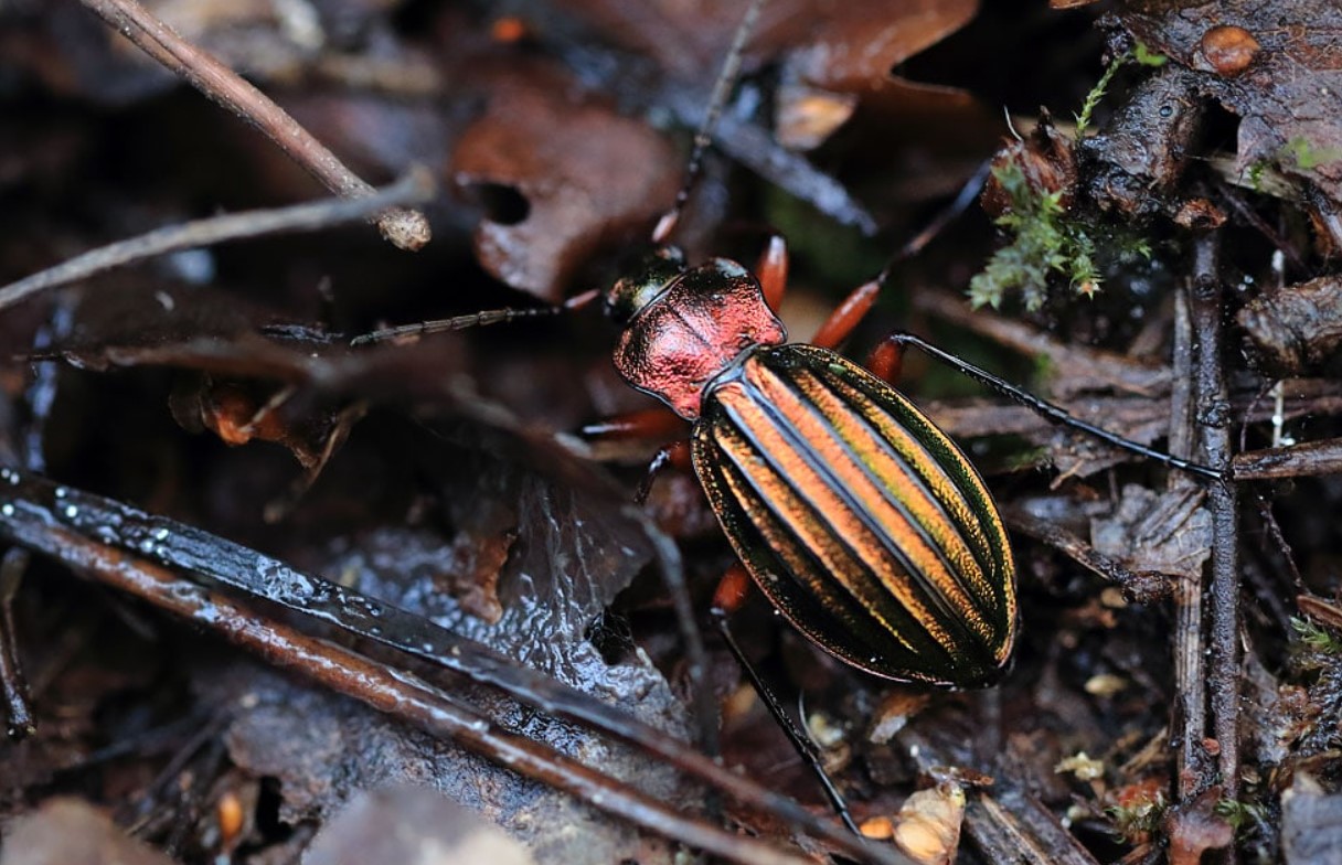 Carabus auronitens