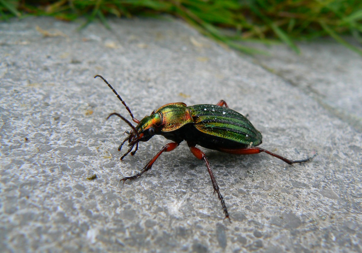 Carabus auronitens