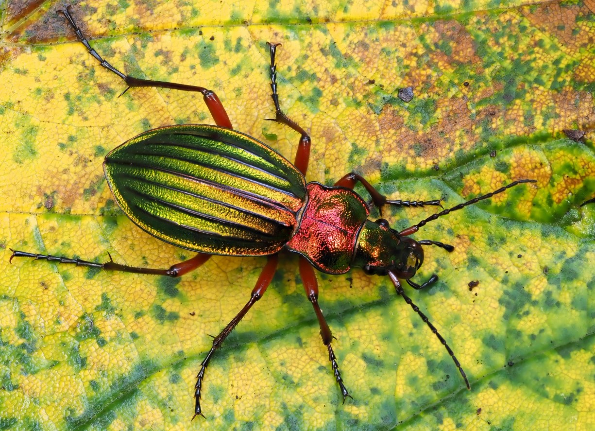 Carabus auronitens