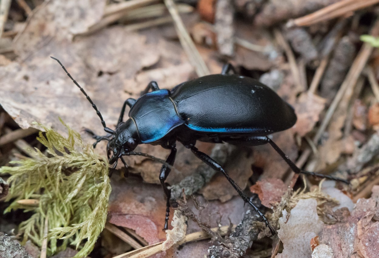 Carabus violaceus