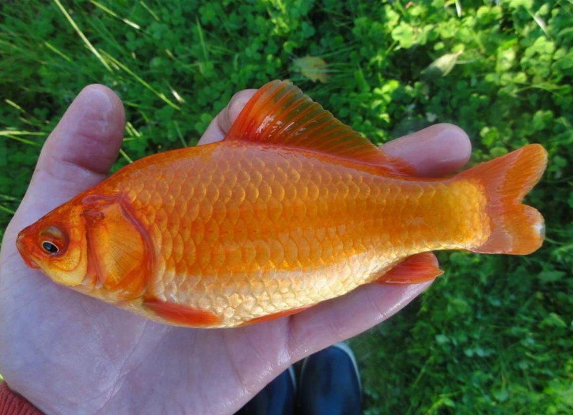 Carassius auratus