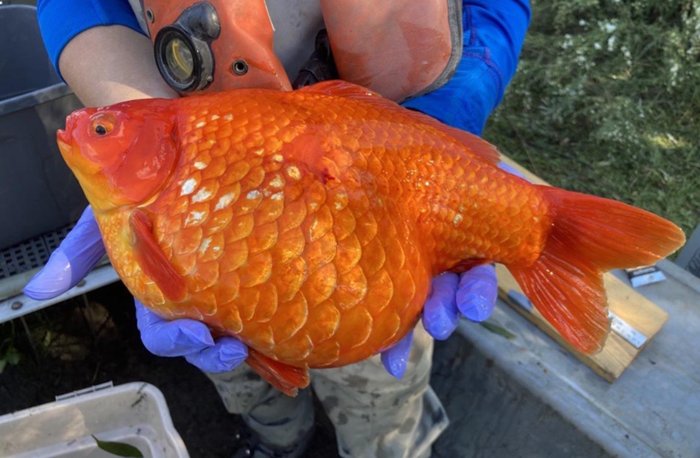 Carassius auratus