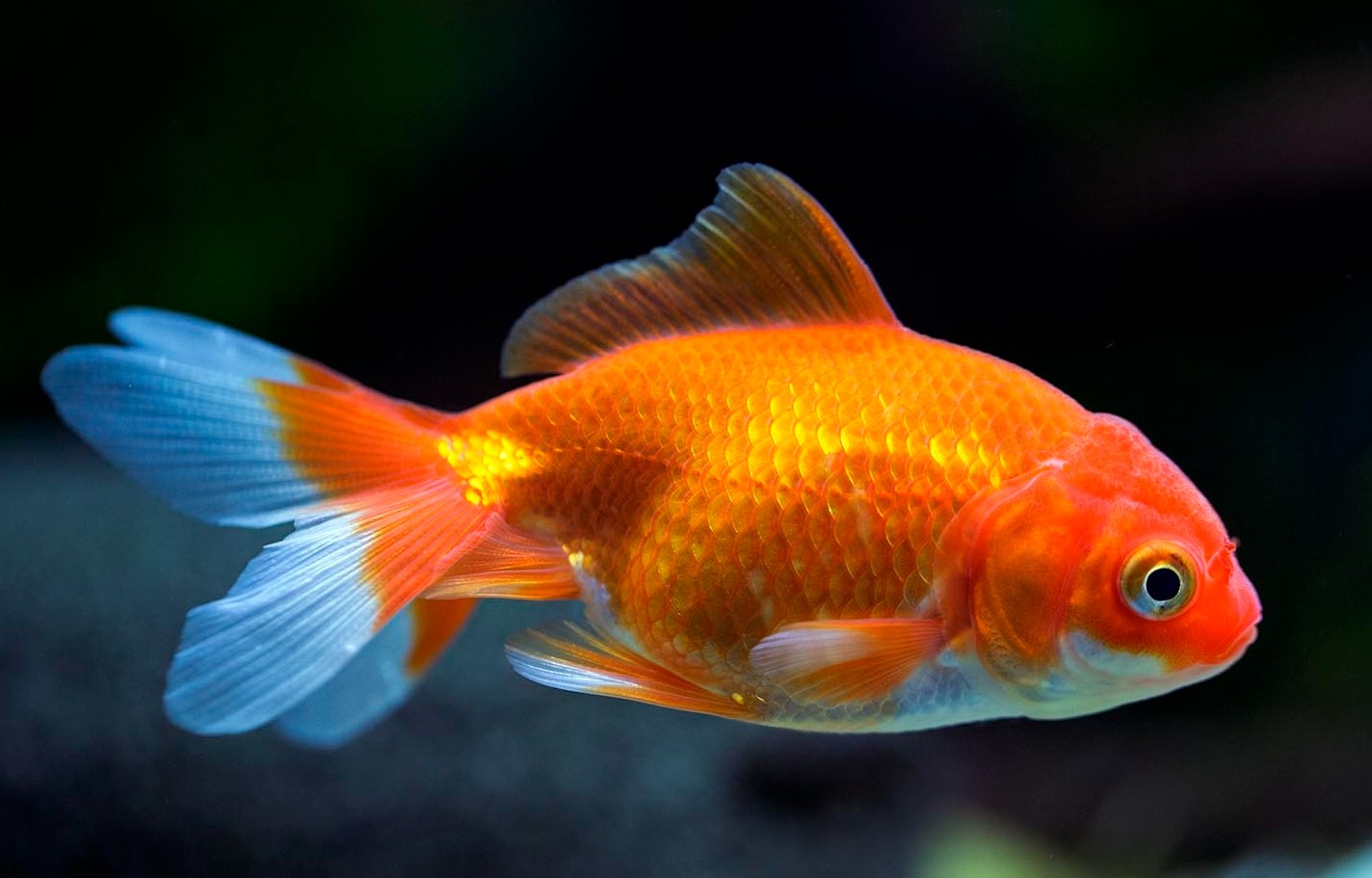 Carassius auratus