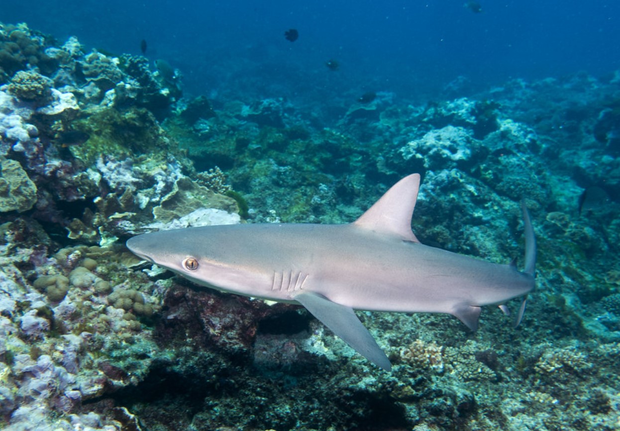 Carcharhinus galapagensis