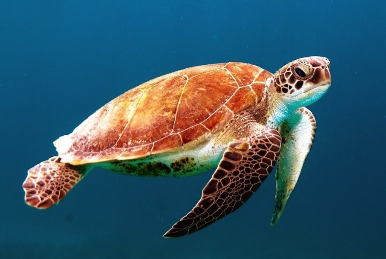 Caretta caretta
