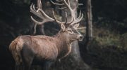 Hjorte terroriserer den estiske ø Saaremaa, og her er hvordan