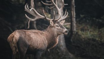 Hjorte terroriserer den estiske ø Saaremaa, og her er hvordan