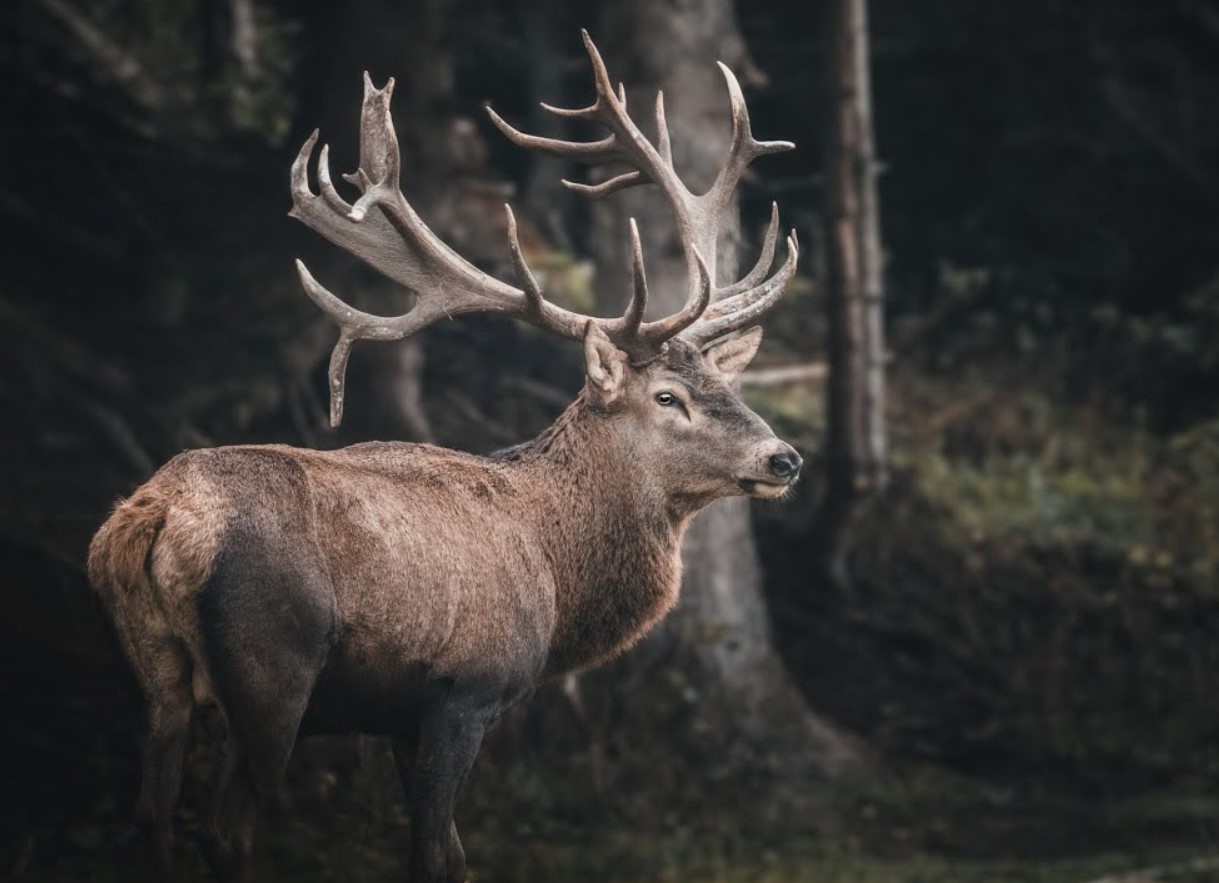 Hjorte terroriserer den estiske ø Saaremaa, og her er hvordan