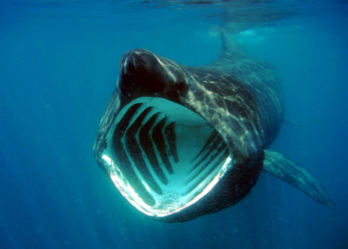 Cetorhinus maximus