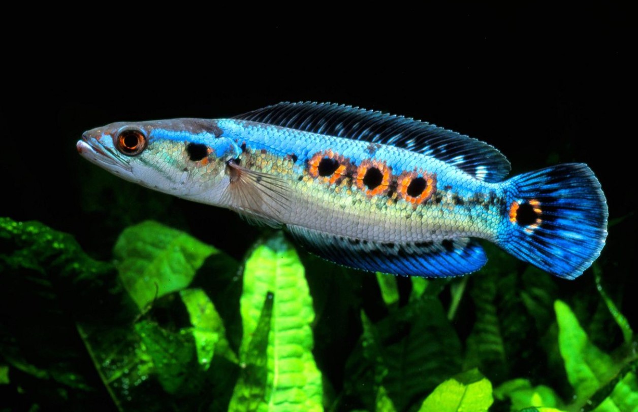 Channa argus