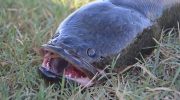 Uhyggelig fiskeart invaderer amerikanske farvande, og nu bliver beboerne bedt om at dræbe dyret, så snart de ser det