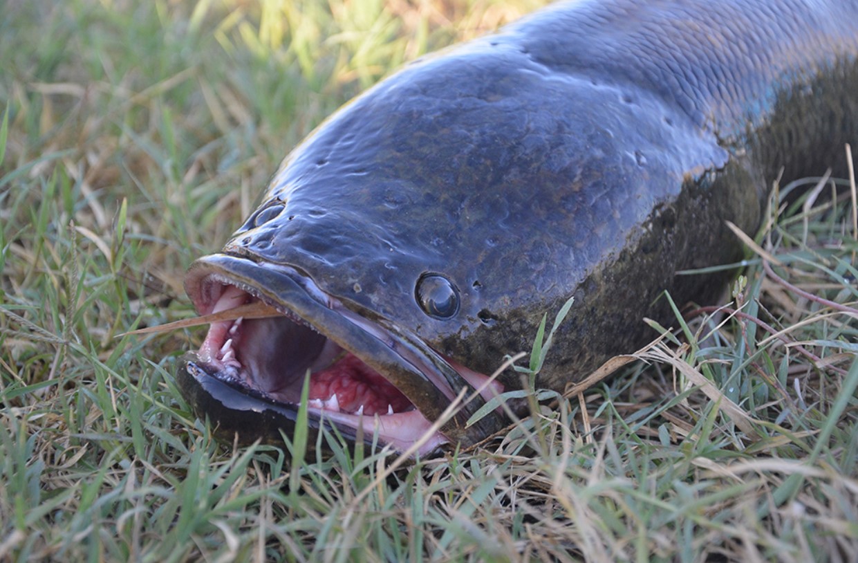 Uhyggelig fiskeart invaderer amerikanske farvande, og nu bliver beboerne bedt om at dræbe dyret, så snart de ser det
