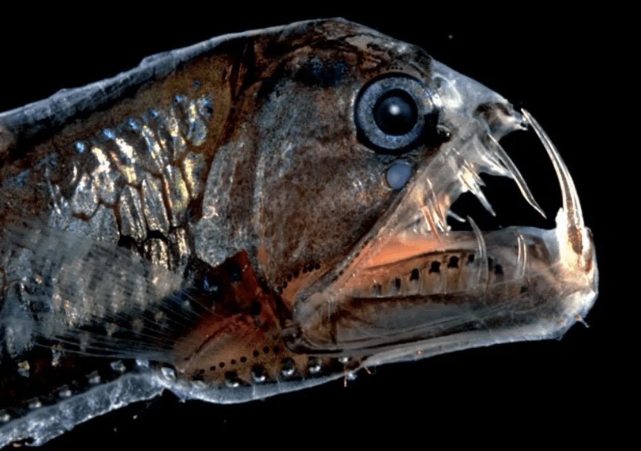 Skræmmende tænder og lysende kroppe: slangefisk, der kan få havet til at skælve