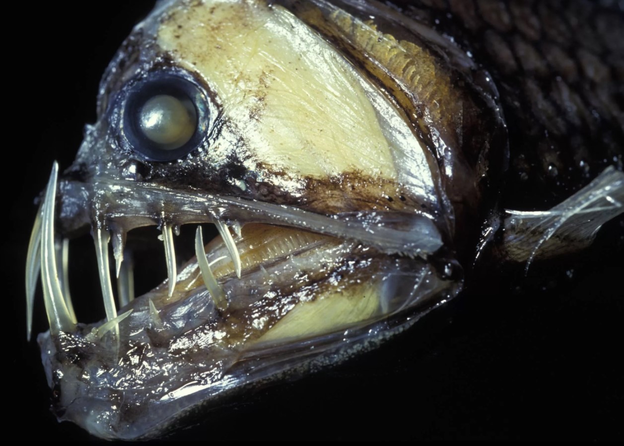Skræmmende tænder og lysende kroppe: slangefisk, der kan få havet til at skælve