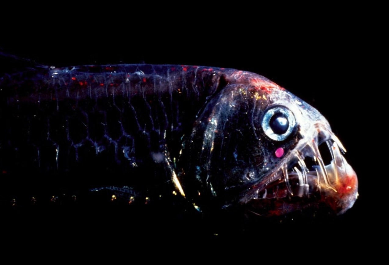Skræmmende tænder og lysende kroppe: slangefisk, der kan få havet til at skælve