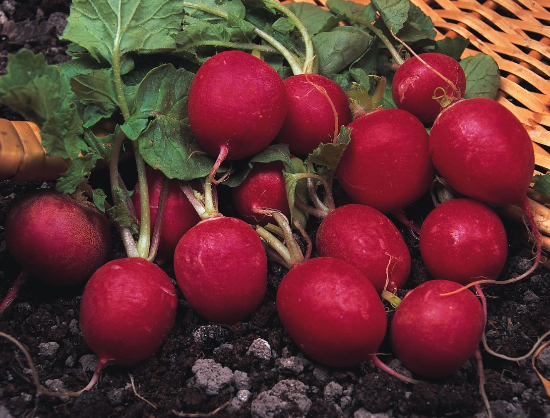 Cherry Belle