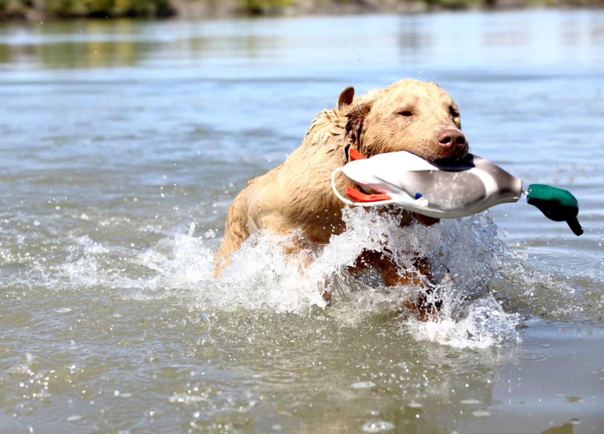 Chesapeake Bay Retriever