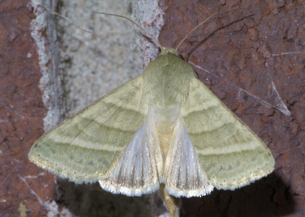 Chloridea virescens
