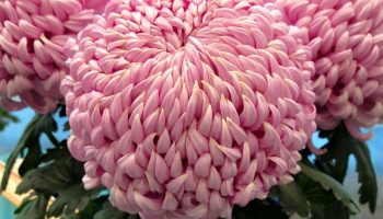 Duftende blomster, der kan sænke luftfugtigheden i hjemmet – nogle kan hjælpe dig med at sove bedre