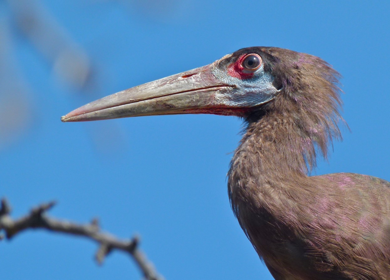 Ciconia abdimii