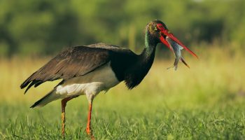 Ciconia nigra