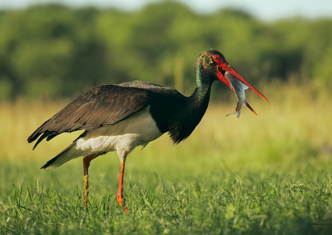 Ciconia nigra