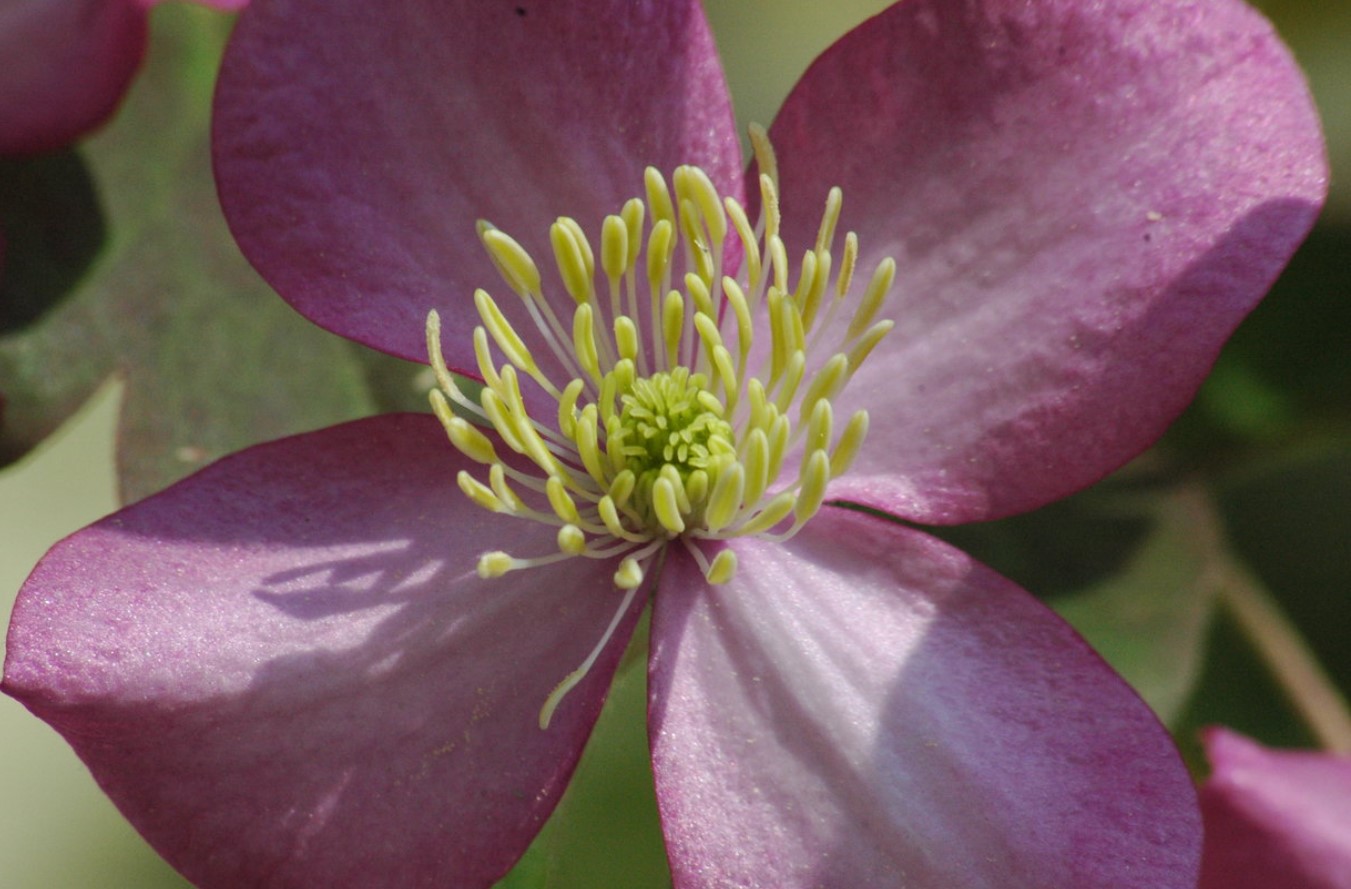 Seks af de bedste Clematis montanas, som enhver have har brug for