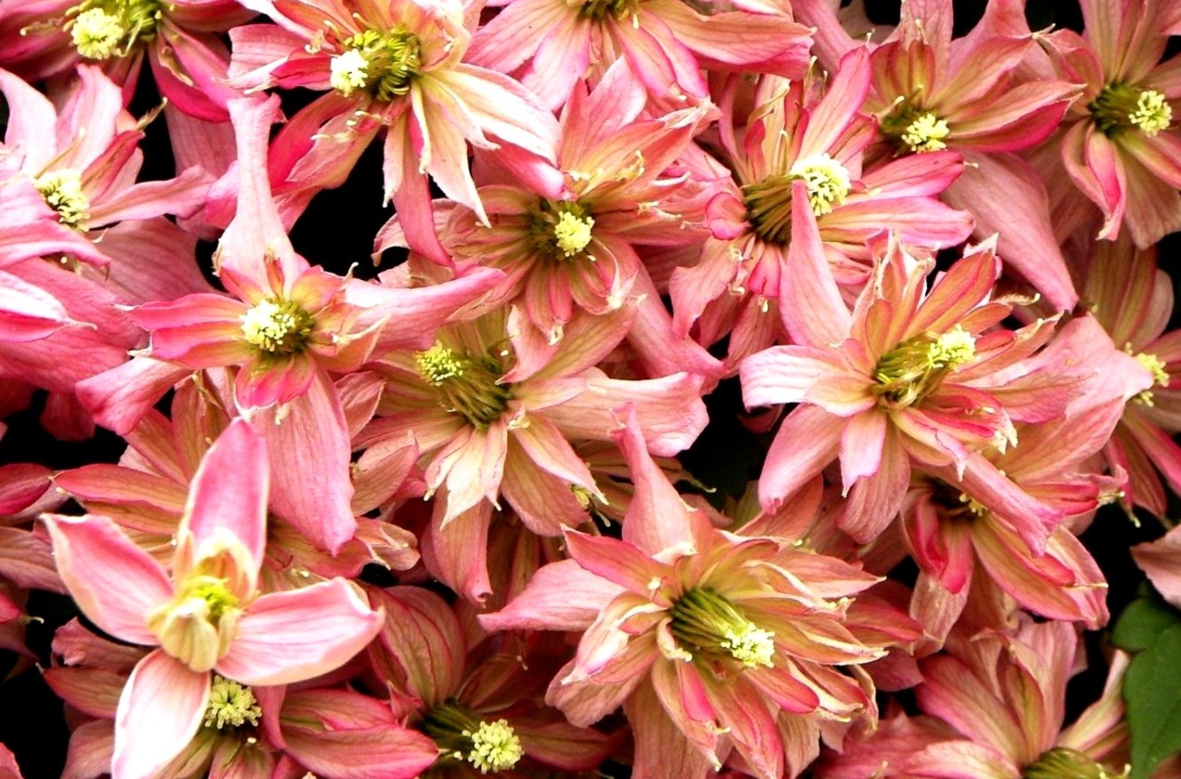 Clematis montana Broughton Star AGM