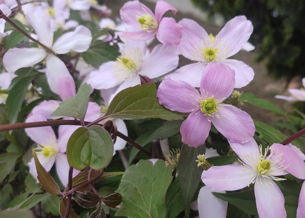 Clematis montana Prosperity