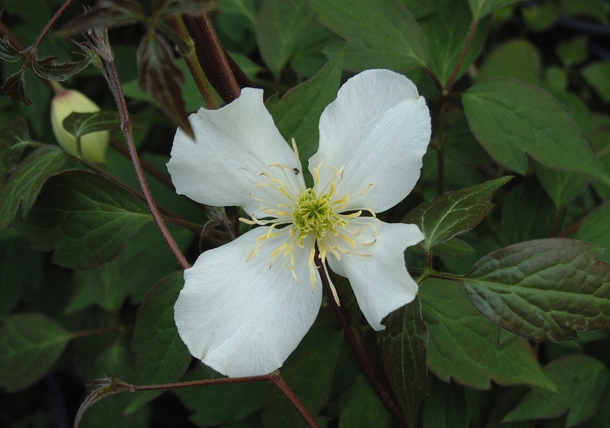 Clematis montana var. grandiflora AGM