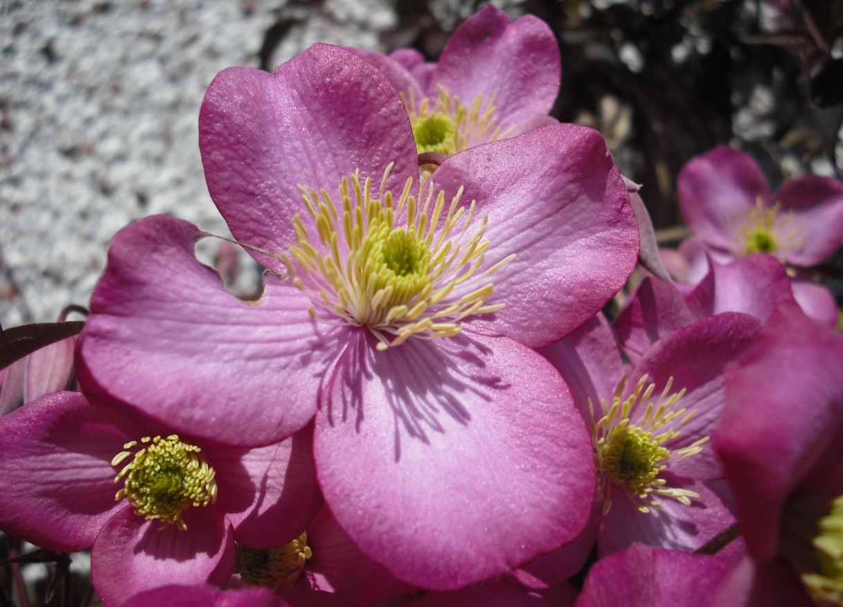 Clematis montana var. rubens Tetrarose AGM